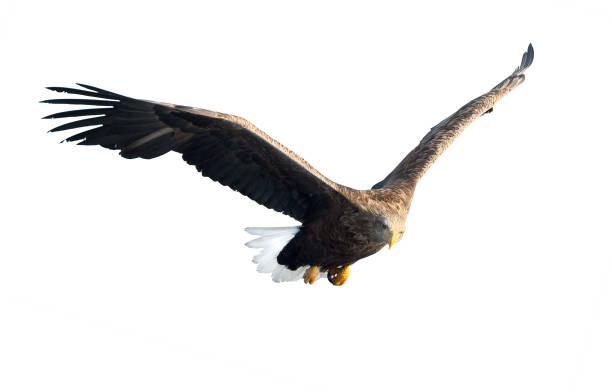 istock Adult White-tailed eagle in flight. Isolated on White background. 1073668428