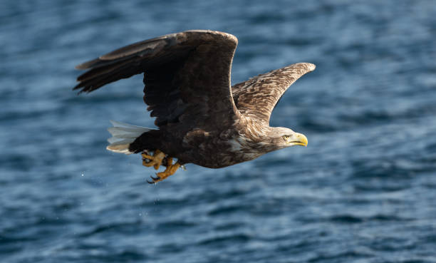 istock Adult White-tailed eagle fishing. Blue Ocean Background. 1073669430