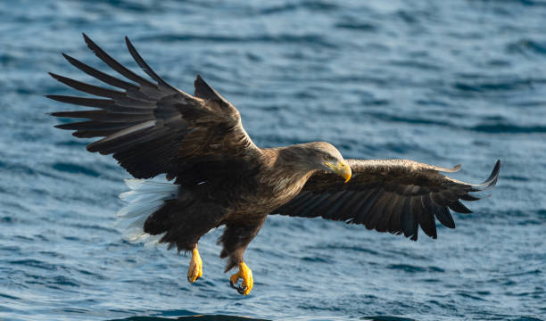 istock Adult White-tailed eagle fishing. Blue Ocean Background. 1073670626