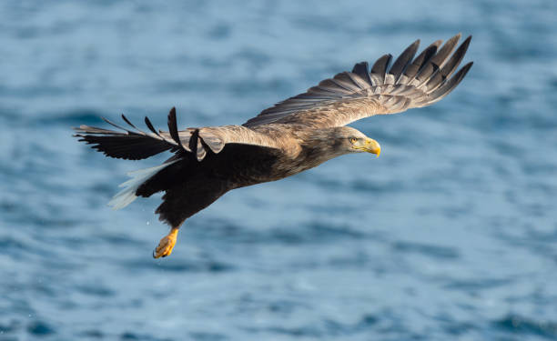istock Adult White-tailed eagle fishing. Blue Ocean Background. 1073670826