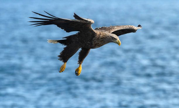 istock Adult White-tailed eagle fishing. Blue Ocean Background. 1073670980