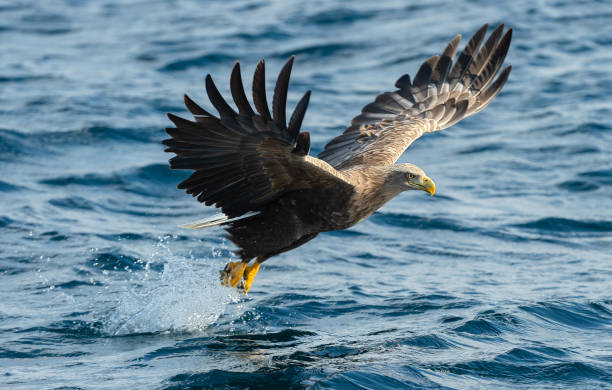 istock White-tailed eagle fishing. Blue Ocean Background. 1073671000