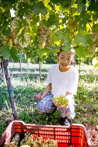 istock Smiling Young Chinese Woman Working in Vineyard 1073672138