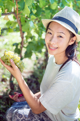 Cheerful Young Chinese Woman Harvesting Grape.