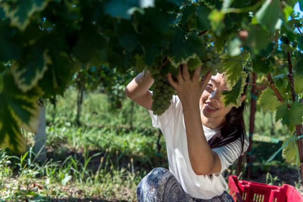 Young Chinese Woman Working in Vineyard.