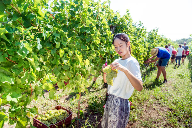 istock Young Chinese Woman During Grape Harvest 1073672290