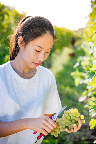 Young Chinese Woman Harvesting Grape.