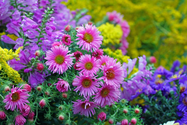 istock Asters, false dragonhead and golden rod 1073674830