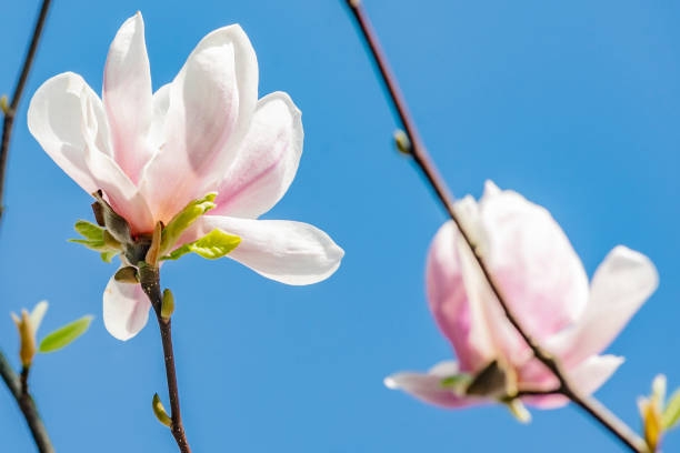 istock magnolia blossom in spring on blue sky 1073680916