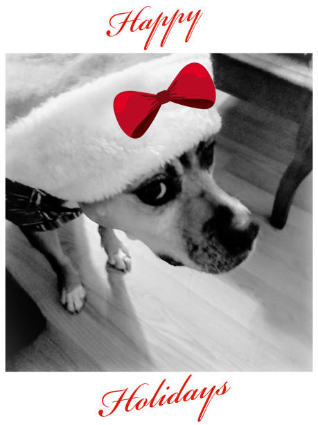 istock Katy-Did's Holiday Wish 1073682946