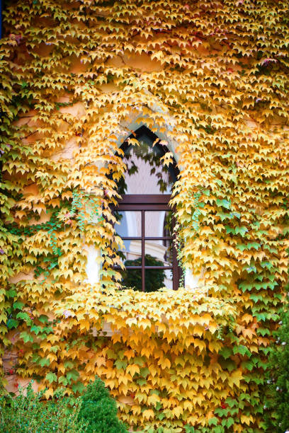 istock A beautiful box covered with leaves. Architecture, design. 1073683382