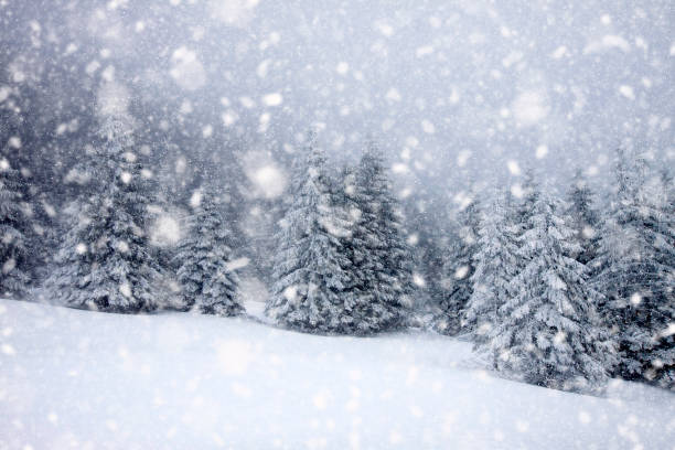 istock snow covered fir trees in heavy snowfall - Christmas background 1073683400