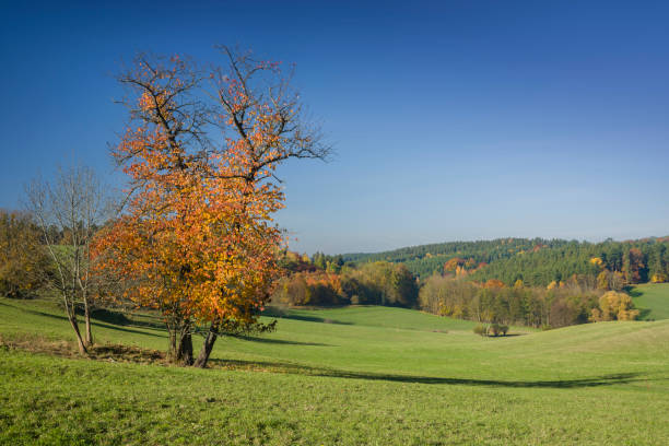istock Beech trees with autumn colored leaves on meadow 1073684726