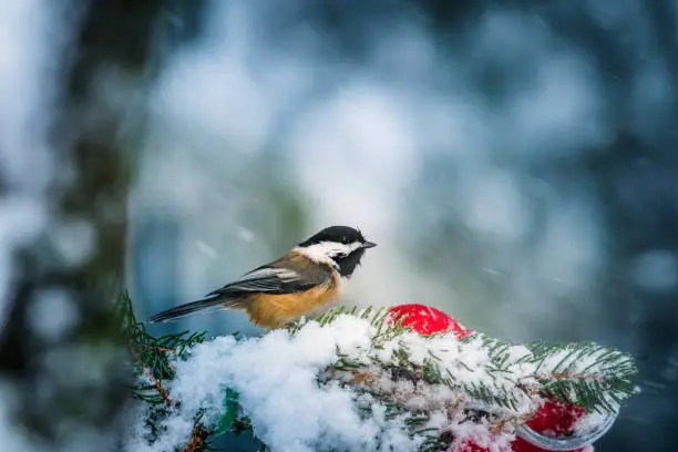 Photo of Christmas bird,