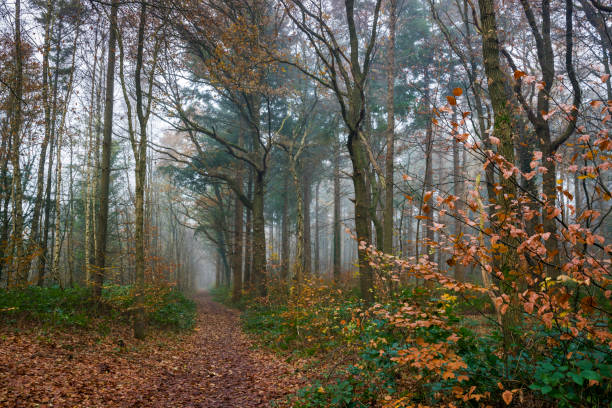 istock Footpath in foggy autumn forest 1073689104