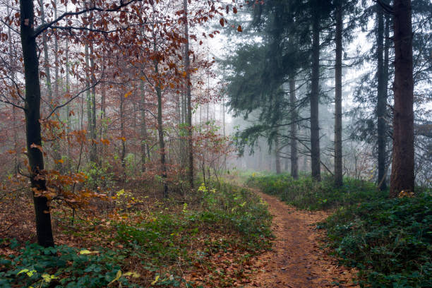 istock Footpath in foggy autumn forest 1073690958
