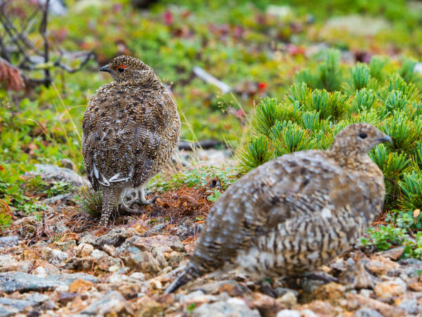 istock rock ptarmigan Parent and child 1073693090