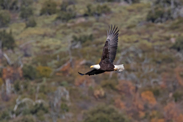istock Eagle soars above San Diego foothills 1073694566