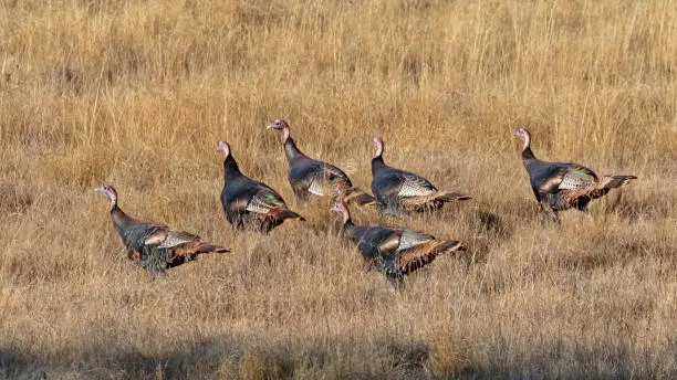 Photo of Turkey roam a San Diego mountain grassland
