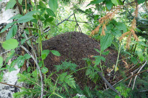 istock Big ant hill nestled among foliage in summer forest. 1073696980