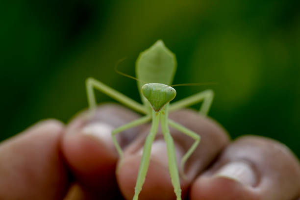 Studio shot of mantis on black background. Shot with DSLR camera Canon EOS 5DS R