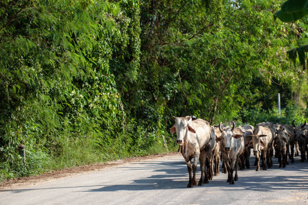 istock Cow herd on road in Thailand 1073700552