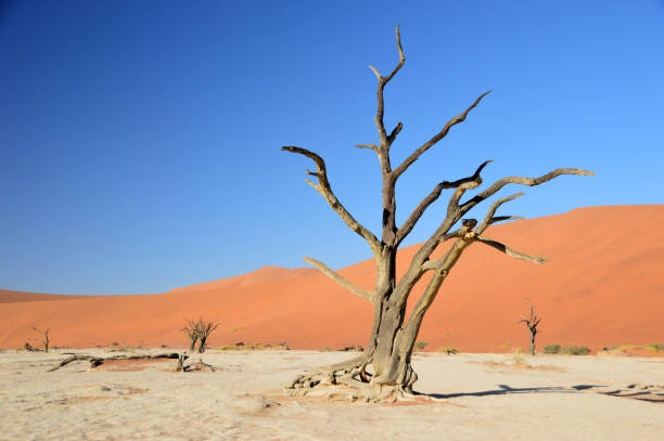 istock Deadvlei park Namib-Naukluft 1073701678