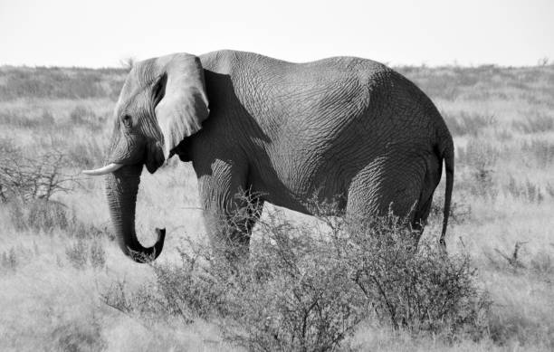 istock Elephant in the etosha national park 1073701762