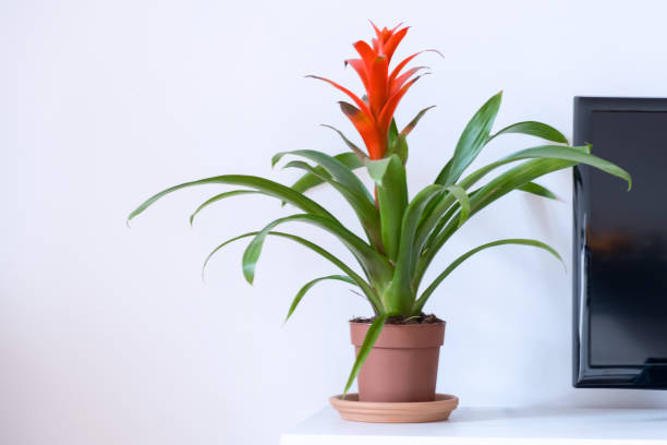 guzmania - bromeliad foto e immagini stock