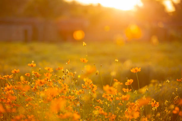 istock A beautiful cosmos flower in sunset time with sun light. 1073704258