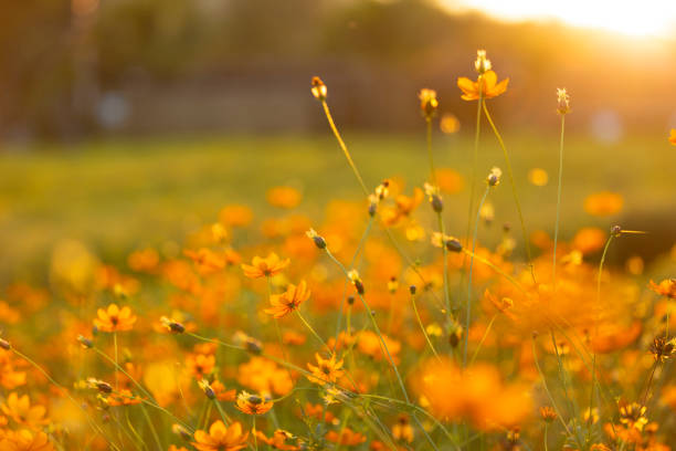 istock A beautiful cosmos flower in sunset time with sun light. 1073704428