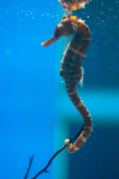 istock Seahorse in the aquarium. 1073710302