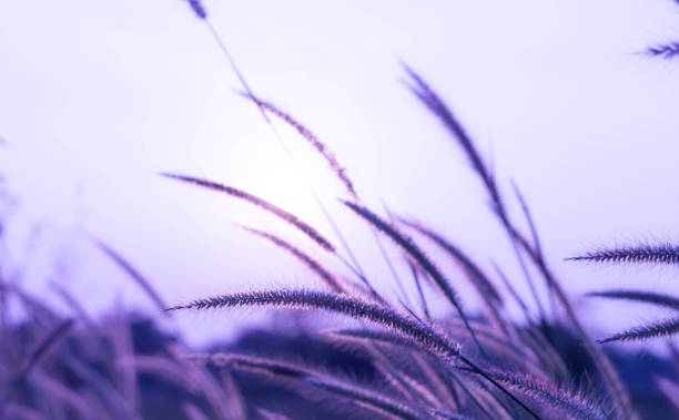 istock Beautiful silhouette of grass flower on sunset background. Selective focus 1073711462