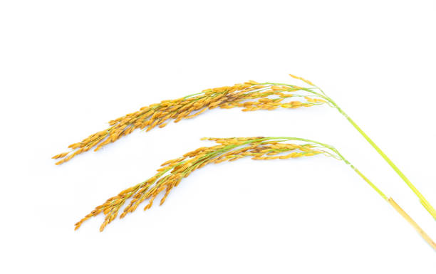 istock Paddy thai rice isolated on white background 1073712374