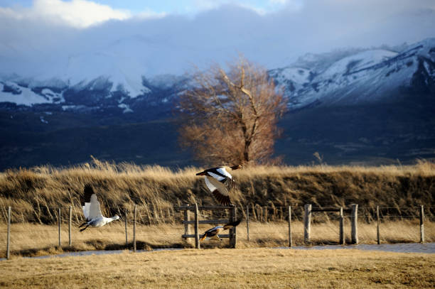 istock chubut province patagonia 1073712718