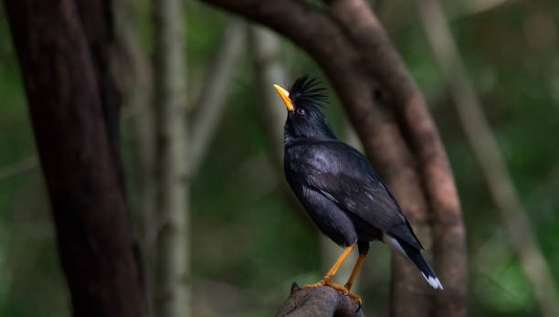 istock White-vented myna or Acridotheres javanicus perching in the forest , Thailand 1073714690