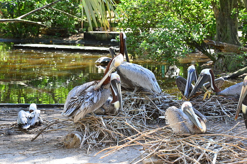 Pelicans roosting on a nest in Florida.