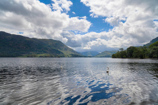 Swans swimming on Ullswater in the English Lake District