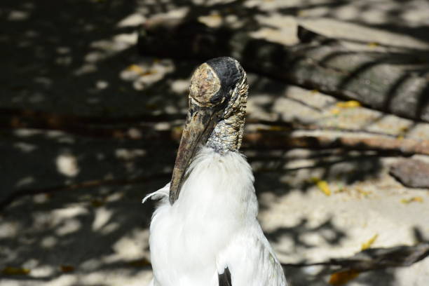A wood stork in Florida