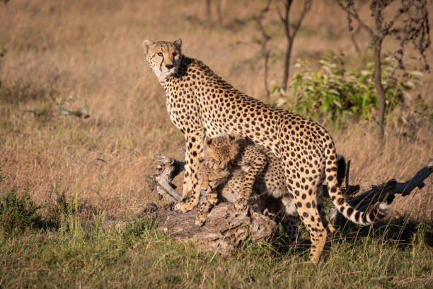 istock Cubs fight under cheetah leaning on log 1073721066