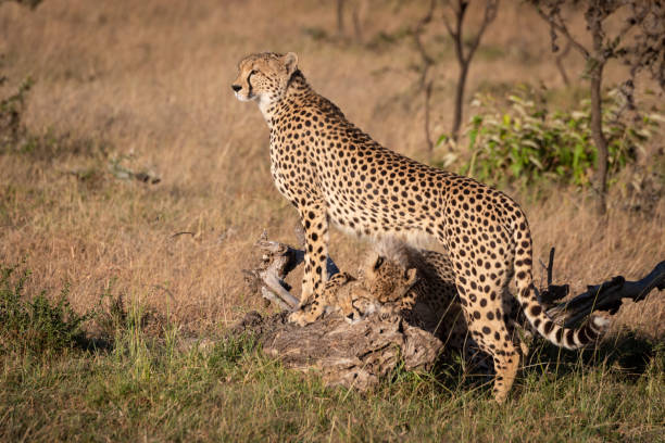 istock Cubs nuzzle under cheetah leaning on log 1073721068