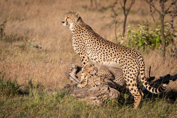 istock Cubs play under cheetah leaning on log 1073721150