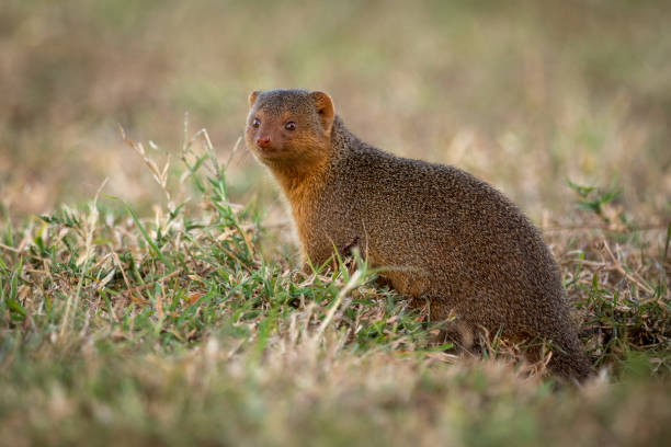 istock Dwarf mongoose sits at entrance to burrow 1073721174
