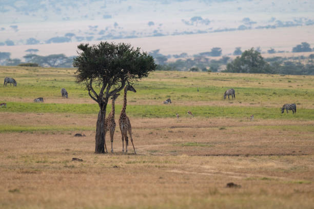 istock Giraffe browsing tree near gazelle and zebra 1073721592