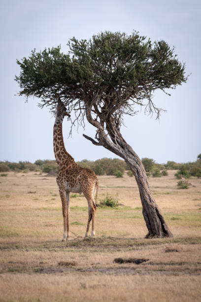 istock Giraffe chewing leaves from tree on savannah 1073721606