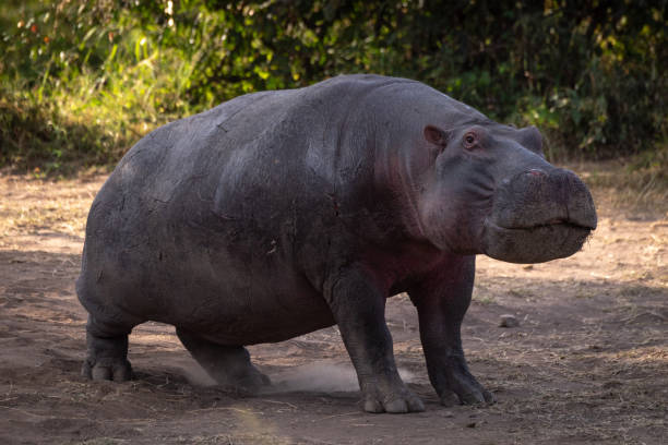 istock Hippo standing in dirt looking at camera 1073721744