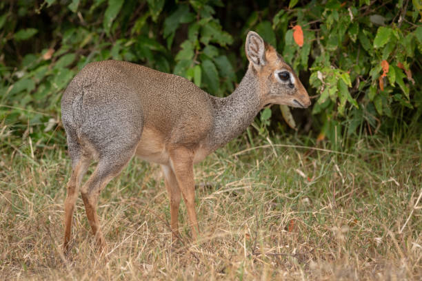 istock Kirk dik-dik eyes camera with bushes behind 1073721762