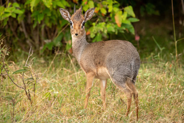 istock Kirk dik-dik turns back to face camera 1073721844