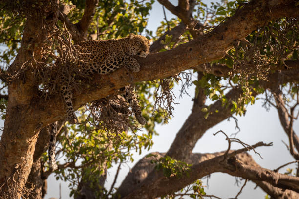 istock Leopard lies in shade on high branch 1073722088