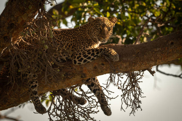istock Leopard lies on branch dangling legs down 1073722234